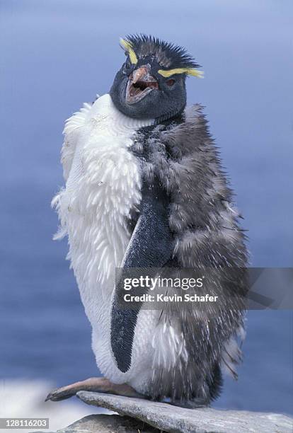 rockhopper penguin. eudyptes chrysocome. molting. new island. falkland islands. - mue photos et images de collection