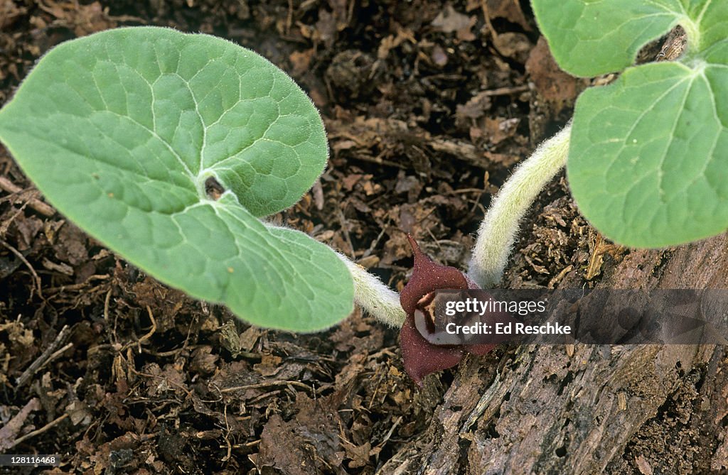 Overhead view of Wild Ginger, Asarum canadense. Spring Wildflower. Grows at ground level, April-May. Rich woods, root has a strong ginger-like odor. Michigan. USA