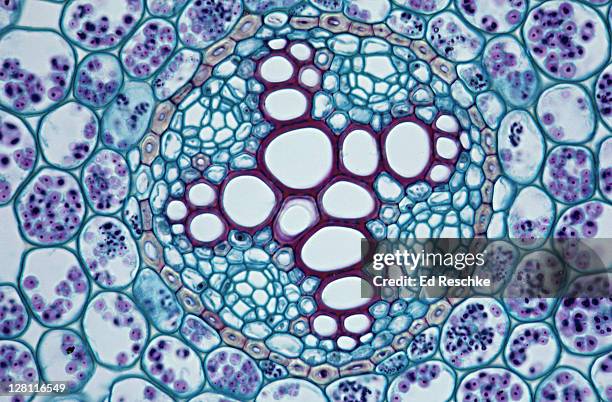 ranunculus (buttercup) root. stele cross section. shows: endodermis (yellow), xylem, starch grains. dicot. 100x at 35mm - ranunculus stock pictures, royalty-free photos & images