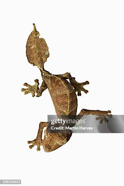 leaf-tailed gecko. (uroplatus phantasticus) camouflaged to resemble dry leaves. dist. madagascar - uroplatus fimbriatus stock-fotos und bilder