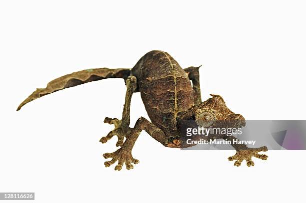 leaf-tailed gecko. (uroplatus phantasticus) camouflaged to resemble dry leaves. dist. madagascar - uroplatus phantasticus ストックフォトと画像