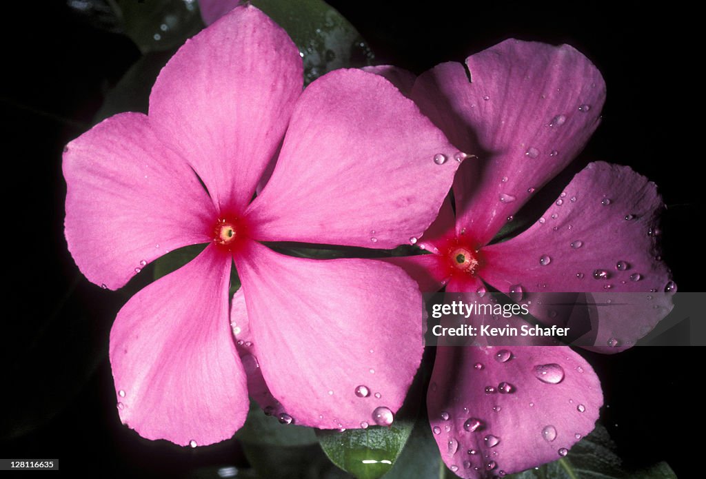 Rosy Periwinkle used in leukemia treatment