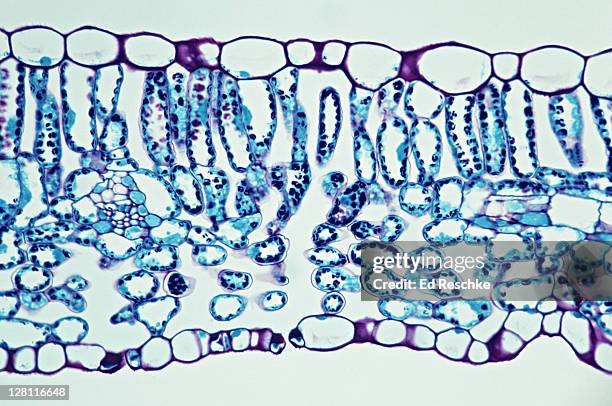 lilac leaf, cross-section. epidermis, stoma, guard cells, palisade & spongy mesophyll. 100x at 35mm - skin cross section stock pictures, royalty-free photos & images