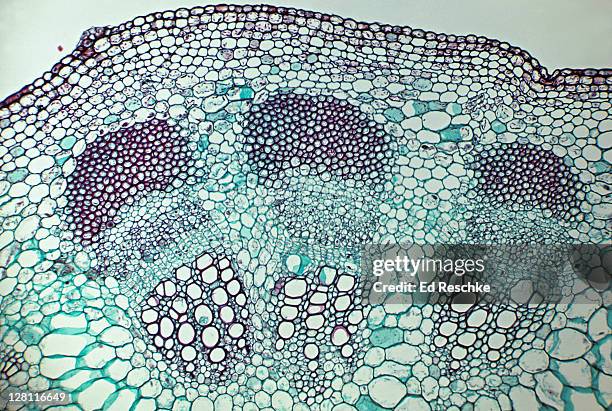 helianthus (sunflower), herbaceous dicot, stem cross section, vascular bundles, cortex, pith. 25x - micrografía científica fotografías e imágenes de stock