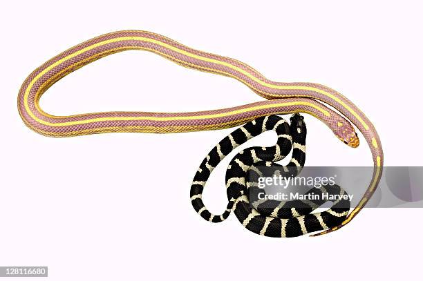 californian king snake (lampropeltis getula californae). albino and normal coloration together. dist. usa. - lampropeltis getula getula stock pictures, royalty-free photos & images
