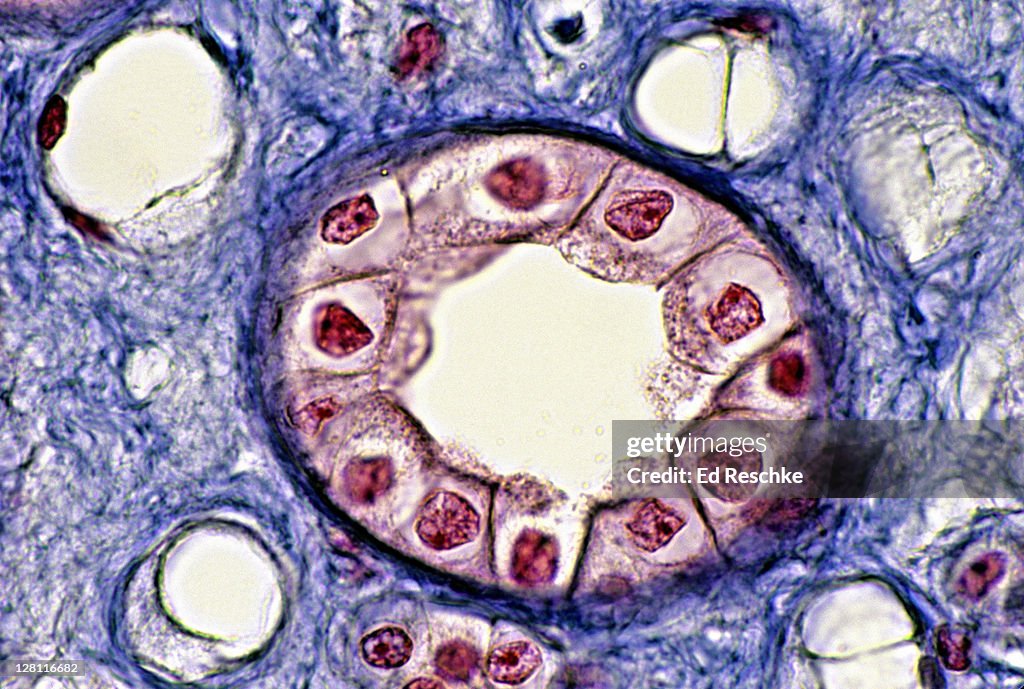 SIMPLE CUBOIDAL EPITHELIUM. Kidney Tubules, Collecting Duct, Cross section, 250X at 35mm. Shows: cuboidal epithelium, lumen, basement membrane, supporting connective tissue, several collecting ducts