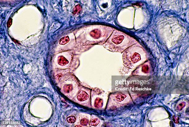 simple cuboidal epithelium. kidney tubules, collecting duct, cross section, 250x at 35mm. shows: cuboidal epithelium, lumen, basement membrane, supporting connective tissue, several collecting ducts - cuboidal epithelium stock pictures, royalty-free photos & images