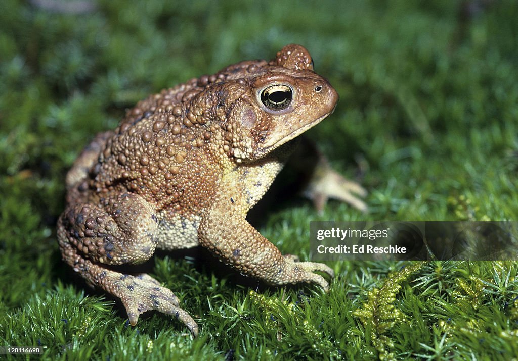 Toad Insect Eastern American Toad Bufo Americanus Americanus American Toads ...