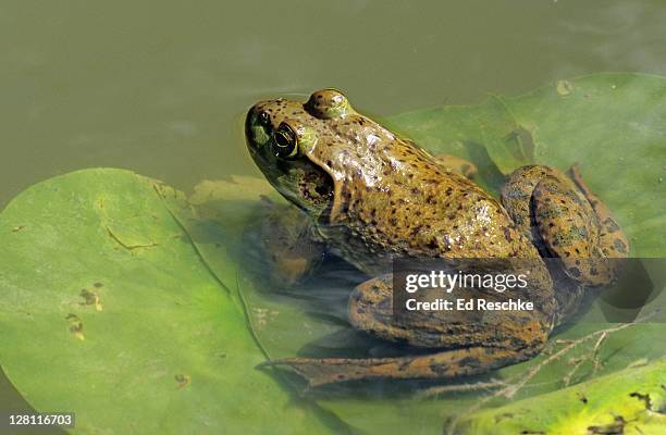 bullfrog, rana catesbeiana, on lily pad. illinois. usa - bullfrog stock pictures, royalty-free photos & images