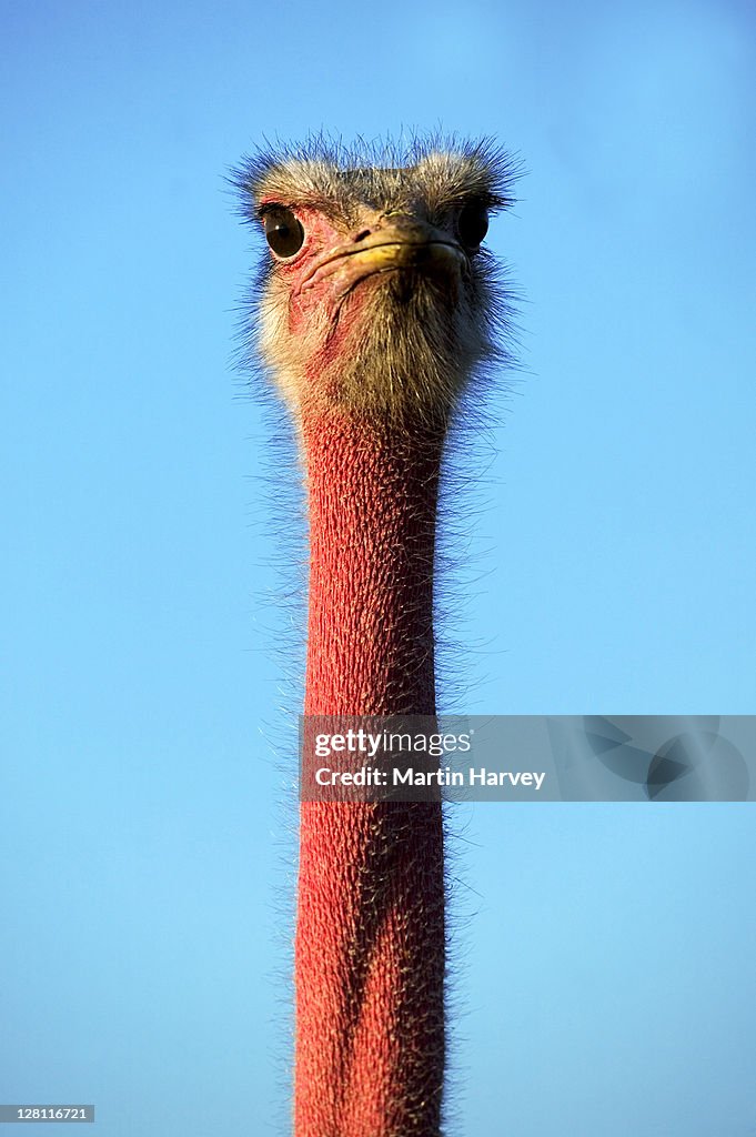 Portrait of male Ostrich, Struthio camelus. Souss-Massa National Park, Morocco. North African sub species