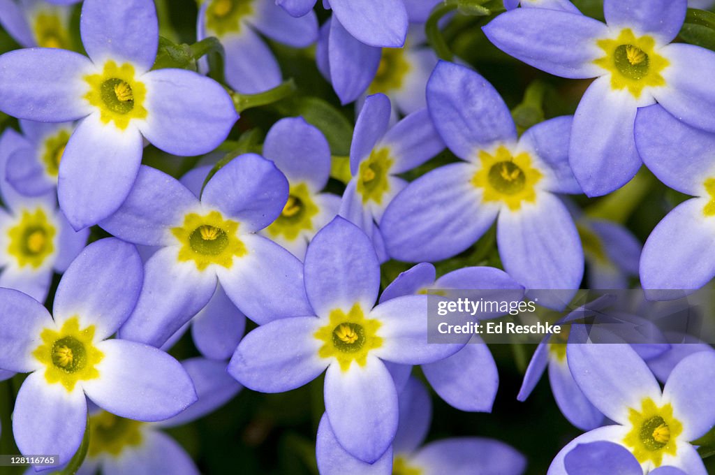 Creeping Bluet (or Mountain Bluet), Houstonia serpyllifolia. Streambanks, rich woods. Blue Ridge Parkway, North Carolina.
