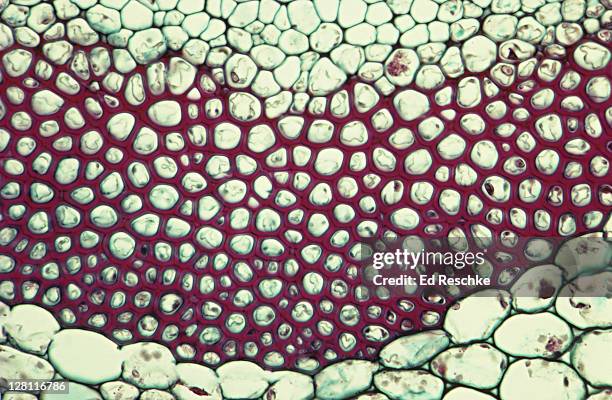 sunflower. helianthus stem. vascular bundles. supporting tissue sclerenchyma. dicot. 100x at 35mm - sclerenchyma tissue stock pictures, royalty-free photos & images