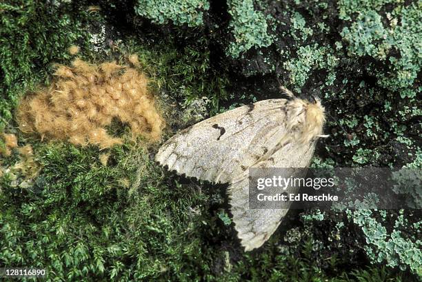 gypsy moth. female with egg mass, lymantria dispar. one female can produce an egg mass of 400 eggs. michigan. forest tree pests. - papillon de nuit photos et images de collection
