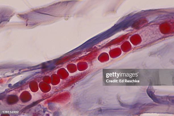 red blood cells in capillary in human scalp, in single file. shows epithelium. 400x at 35mm - microfotografia immunofluorescente foto e immagini stock