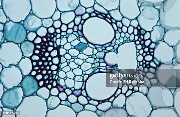 zea (corn) cross section. mature stem. single vascular bundle. herbaceous monocot stem. xylem, phloem.100x at 35mm - vaatbundel stockfoto's en -beelden