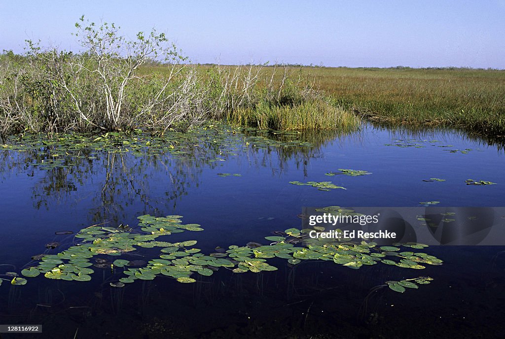 Florida. Everglades NP. Anhinga trail. Taylor slough. Water lilies and saw grass.