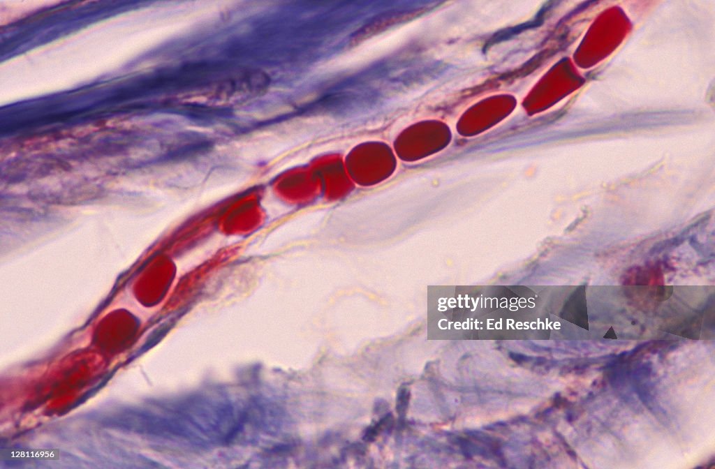 CAPILLARY WITH RED BLOOD CELLS IN SINGLE FILE. SHOWS ENDOTHELIUM. HUMAN SCALP. 400X