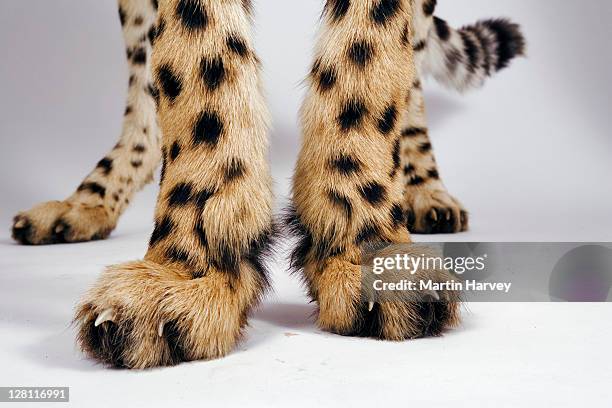 closeup of cheetah feet, acinonyx jubatus. endangered. studio shot. (pr: property released). dist. africa & middle east. - cat studio shot stock pictures, royalty-free photos & images