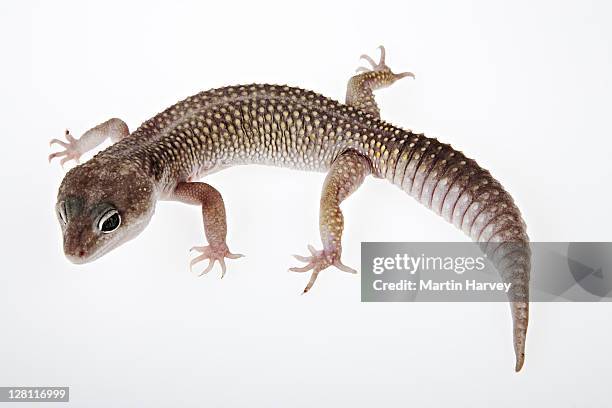 blizzard leopard gecko, eublepharis macularius. blizzard is a common/popular morph/phase of the leopard gecko. dist. asia india iraq afghanistan pakistan. studio shot. (pr: property released) - gecko leopard stockfoto's en -beelden