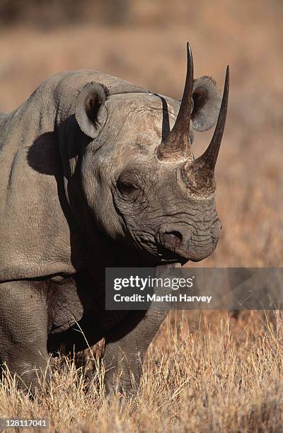 portrait of black rhinoceros. diceros bicornis. endangered species. masai mara national reserve. kenya. - national wildlife reserve stockfoto's en -beelden