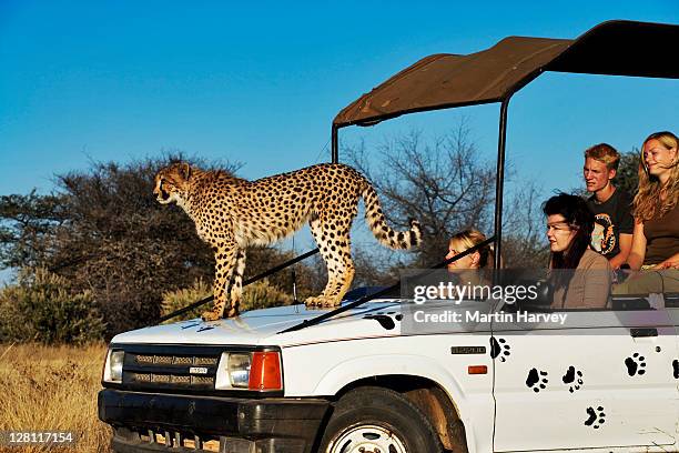 cheetah, acinonyx jubatus, atop tourist vehicle as a high vantage point, endangered species. namibia. dist. africa & middle east. (mr) (pr: property released) - cheetah namibia stock pictures, royalty-free photos & images