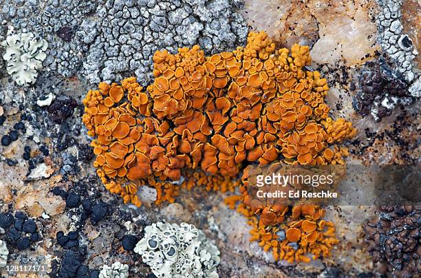 pin-cushion sunburst lichen, xanthoria polycarpa. thallus yellow-orange to orange. apothecia abundant. on rock with other lichens. yellowstone national park, wyoming. - lachen stock pictures, royalty-free photos & images