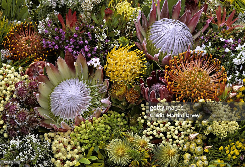 FYNBOS FLOWERS. BIODIVERSITY. KNOWN FOR ITS HIGH DIVERSITY OF ENDEMIC PLANTS. CAPE FLORAL KINGDOM. SOUTH AFRICA