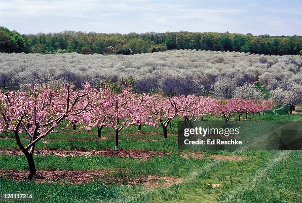 michigan peach & tart cherry orchard. shelby, michigan. usa. peach, pink (arkansas nine variety), cherry, white (montmorency tart cherry) - peach orchard stock pictures, royalty-free photos & images