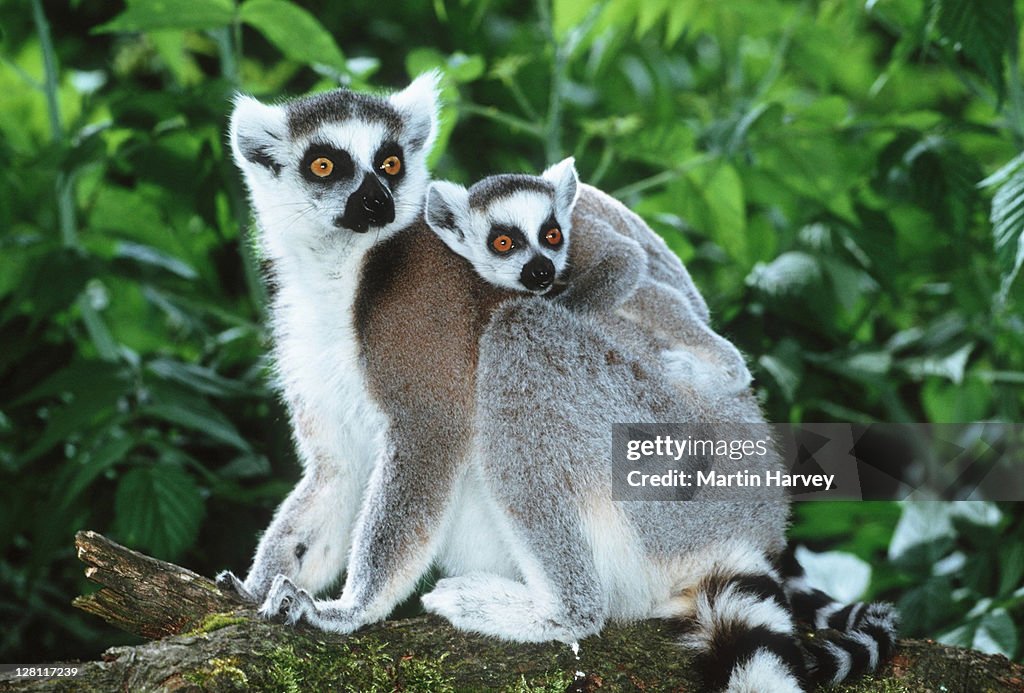 Ring-tailed Lemur, Lemur catta, with baby on back. Southern Madagascar