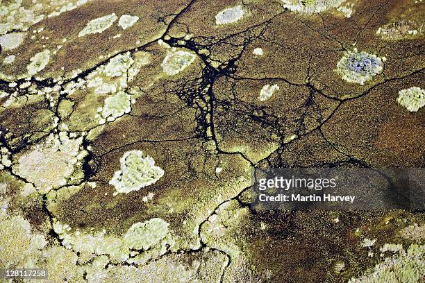 aerial view of animal pathways and island in the central okavango wilderness area of the delta. paths mainly created by hippopotamus and elephants. - okavango delta stock pictures, royalty-free photos & images