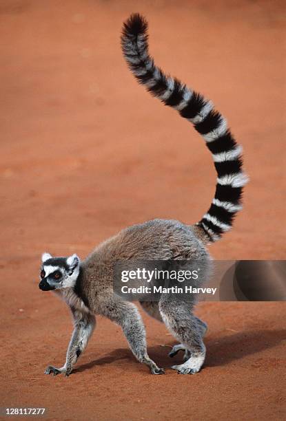 ring-tailed lemur, lemur catta. tail up. southern madagascar. - lemur stock-fotos und bilder