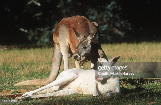 red kangaroo, macropus rufus, with albino red kangaroo. australia - albino animals stock pictures, royalty-free photos & images