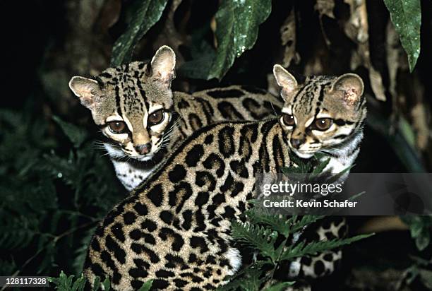 a0266-042. two margay cats. belize. - margay stock pictures, royalty-free photos & images