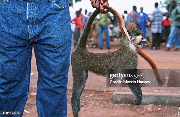 conservation issues. bushmeat. monkey for sale at market. central africa - neuweltaffen und hundsaffen stock-fotos und bilder
