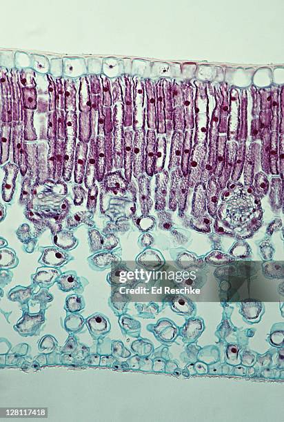privet leaf, ligustrum. cross-section. epidermis, palisade mesophyll, spongy mesophyll, stoma, guard cells. 50x at 35mm - skin cross section stock pictures, royalty-free photos & images
