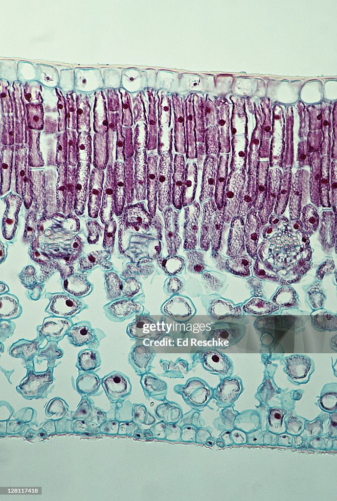 Privet leaf, ligustrum. Cross-section. Epidermis, palisade mesophyll, spongy mesophyll, stoma, guard cells. 50x at 35mm