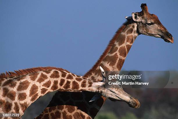 male giraffes sparring by swinging heads at each other. giraffa camelopardalis. etosha national park. namibia. - - boxing at the 02 stock pictures, royalty-free photos & images