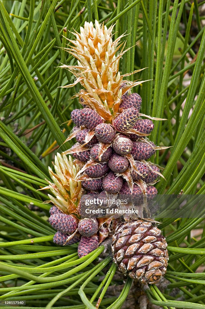 Red Pine. Female Cone and Male Cones, Pinus resinosa. Egg-shaped cones. An important timber tree. The smaller reddish cones are male cones and produce abundant pollen. Michigan