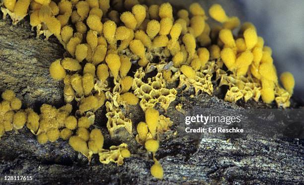 slime mold fruiting bodies, arcyria versicolor. classification: myxomycetes. yellowstone national park, wyoming, usa - plasmódio - fotografias e filmes do acervo