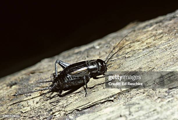 female field cricket, gryllus pennsylvanicus. - saltamontes fotografías e imágenes de stock