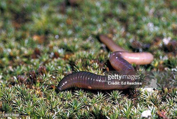 earthworm. segmented worm or annelid. lumbricus terrestris. clitellum & other structures e.g. setae. - aardworm stockfoto's en -beelden