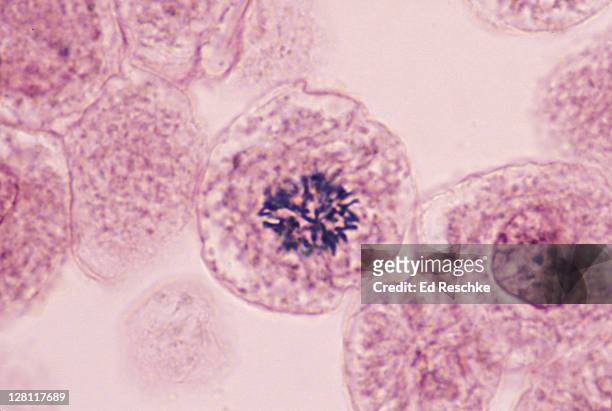 prophase, whitefish mitosis. whitefish embryo (blastula). shows; chromosomes. 400x - mitosis bildbanksfoton och bilder