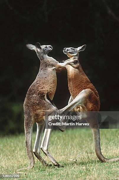red kangaroos, macropus rufus. males fighting. australia - boxing kangaroo stock pictures, royalty-free photos & images
