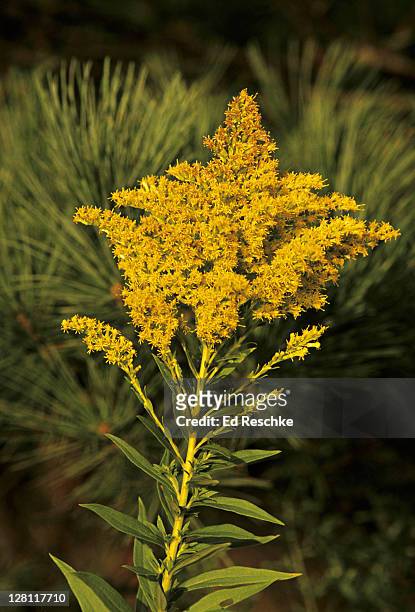 goldenrod. solidago sp. michigan. - goldenrod stock pictures, royalty-free photos & images