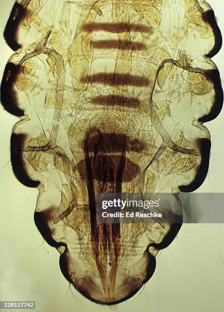 insect tracheal system. pediculus humanus capitis. head louse, 25x. shows a fine, branching system of tracheal tubes with rings. this system delivers oxygen to the cells of the body. - body louse stockfoto's en -beelden