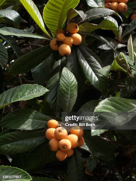 Loquat Gi Loquat Leaves Photos and Premium High Res Pictures - Getty Images