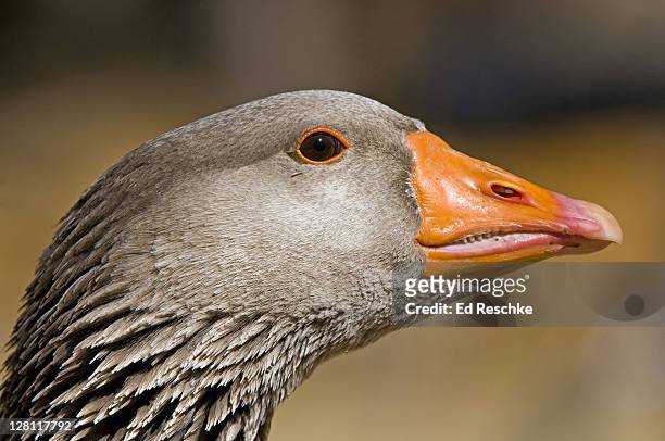 close-up of domestic goose, anser domesticus, new mexico, usa. geese are larger and have longer necks than ducks. - 4p4r4j stock pictures, royalty-free photos & images