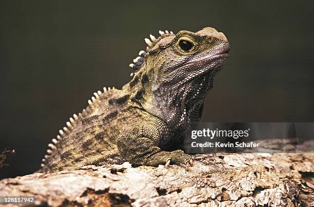 tuatara , primitive endemic reptile; stephens island, new zealand only member of the order rhynchocephalia, very similar to species known from 200 million years ago - kaltblüter stock-fotos und bilder