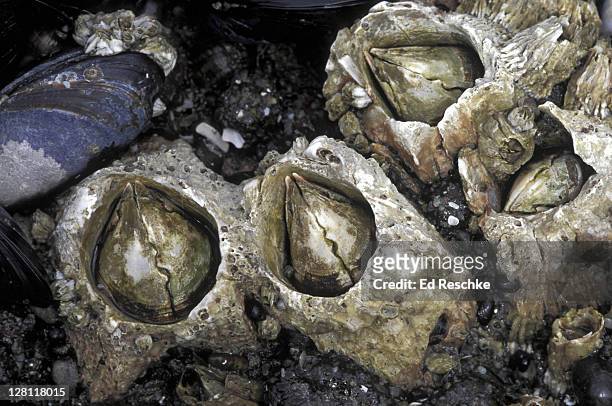 acorn barnacles & a california mussel. sessile arthropod. oregon coast. - barnacle foto e immagini stock