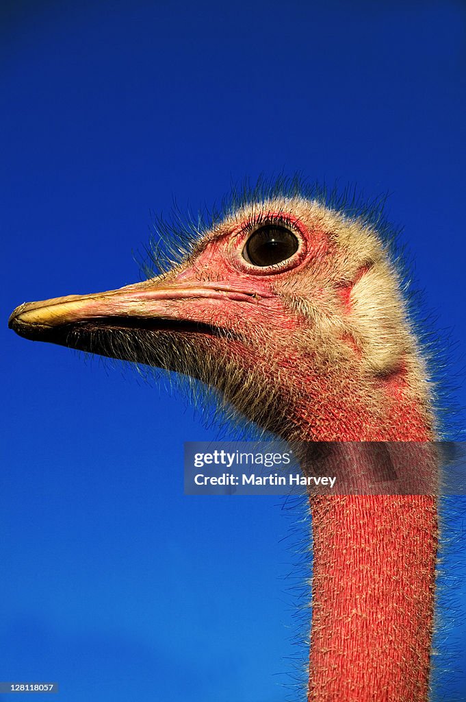 Portrait of male Ostrich, Struthio camelus. Souss-Massa National Park, Morocco. North African sub species